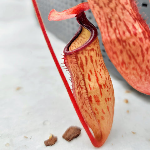 Nepenthes aff. argentii (x armin)