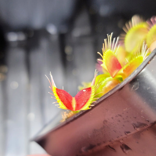 Dionaea 'Red Blade Angel Wings' – Evo Carnivorous Plant Labs