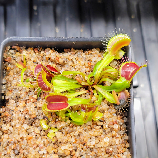 Dionaea 'Red Blade Angel Wings' – Evo Carnivorous Plant Labs