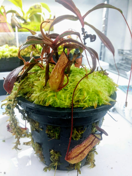 Nepenthes aff. argentii (x armin) – Evo Carnivorous Plant Labs