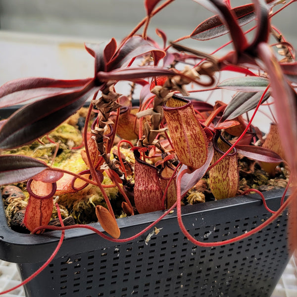 Nepenthes aff. argentii (x armin) – Evo Carnivorous Plant Labs