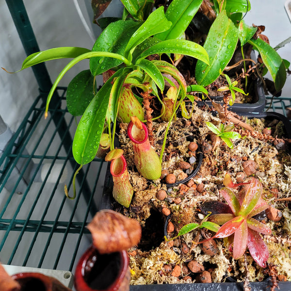 Nepenthes burkei x alata? – Evo Carnivorous Plant Labs
