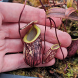 Nepenthes glabrata 2
