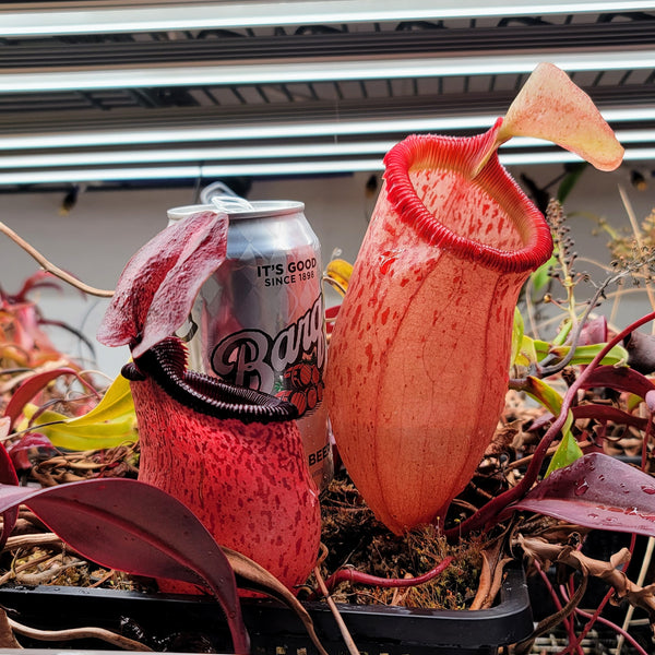 Nepenthes sibuyanensis – Evo Carnivorous Plant Labs
