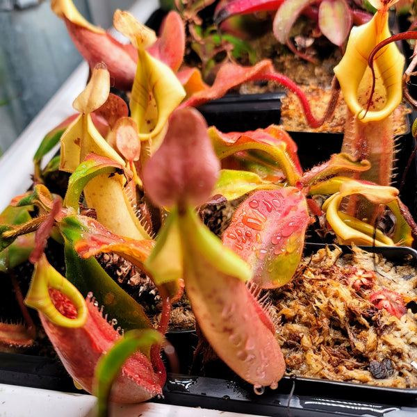 veitchii limited series Third Edition クラシック