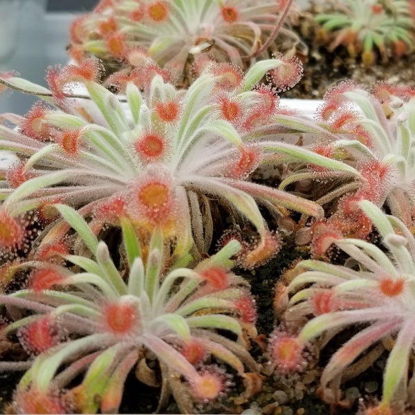Drosera ordensis – Evo Carnivorous Plant Labs