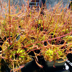 Drosera - Tropical
