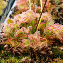 Drosera - Petiolaris Complex