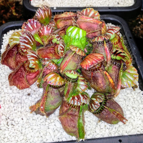 Cephalotus