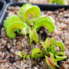 Plants - Cultivars &amp; Hybrids