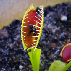 Dionaea - All