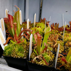 Heliamphora - All