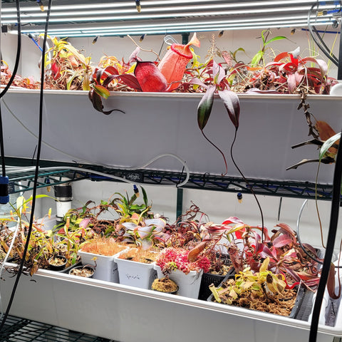Plants - All