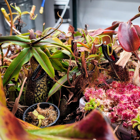 Nepenthes