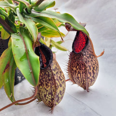 Nepenthes - Cultivars &amp; Hybrids