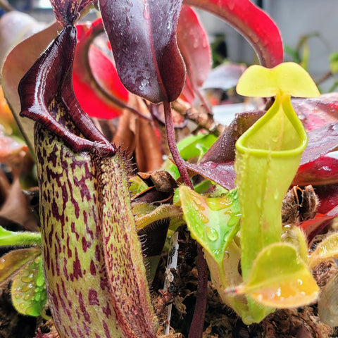 Plants - Species
