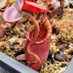 Nepenthes - Highland