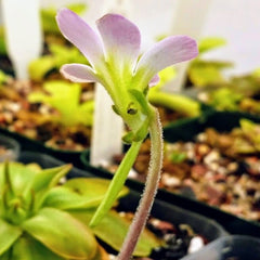 Pinguicula - All
