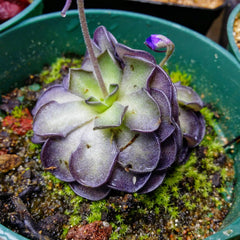 Pinguicula - Mexican