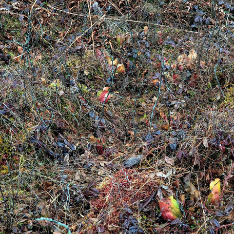 Sarracenia