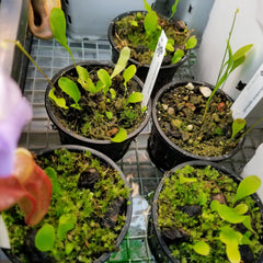 Utricularia - Epiphytic