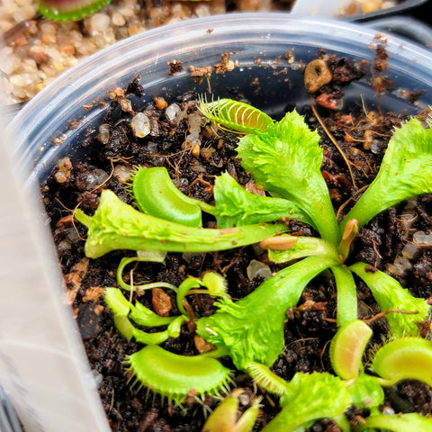 Dionaea 'Wrinkly Queen BCP'