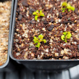 Dionaea 'CUDO'
