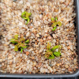 Dionaea 'CUDO'