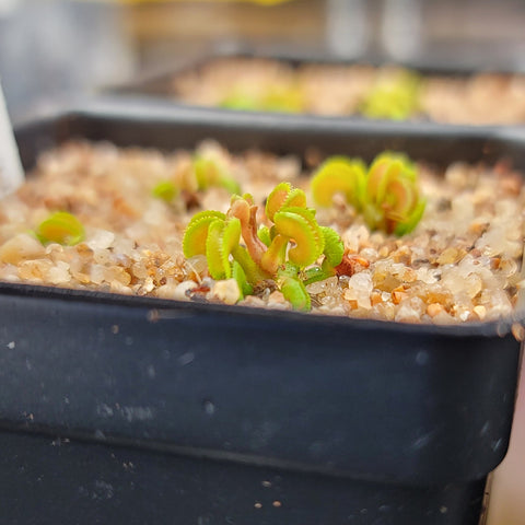 Dionaea 'CUDO'