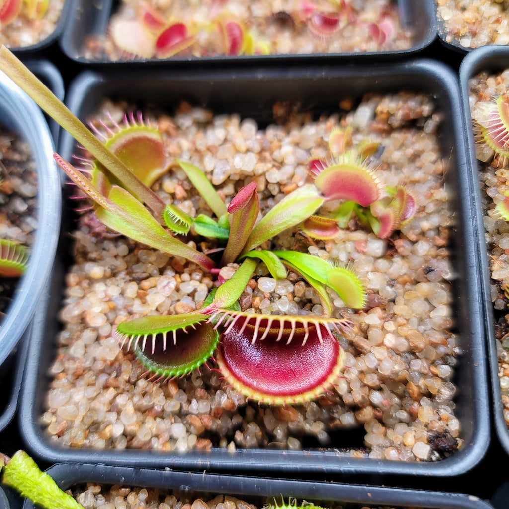 Dionaea 'Clone Z02'