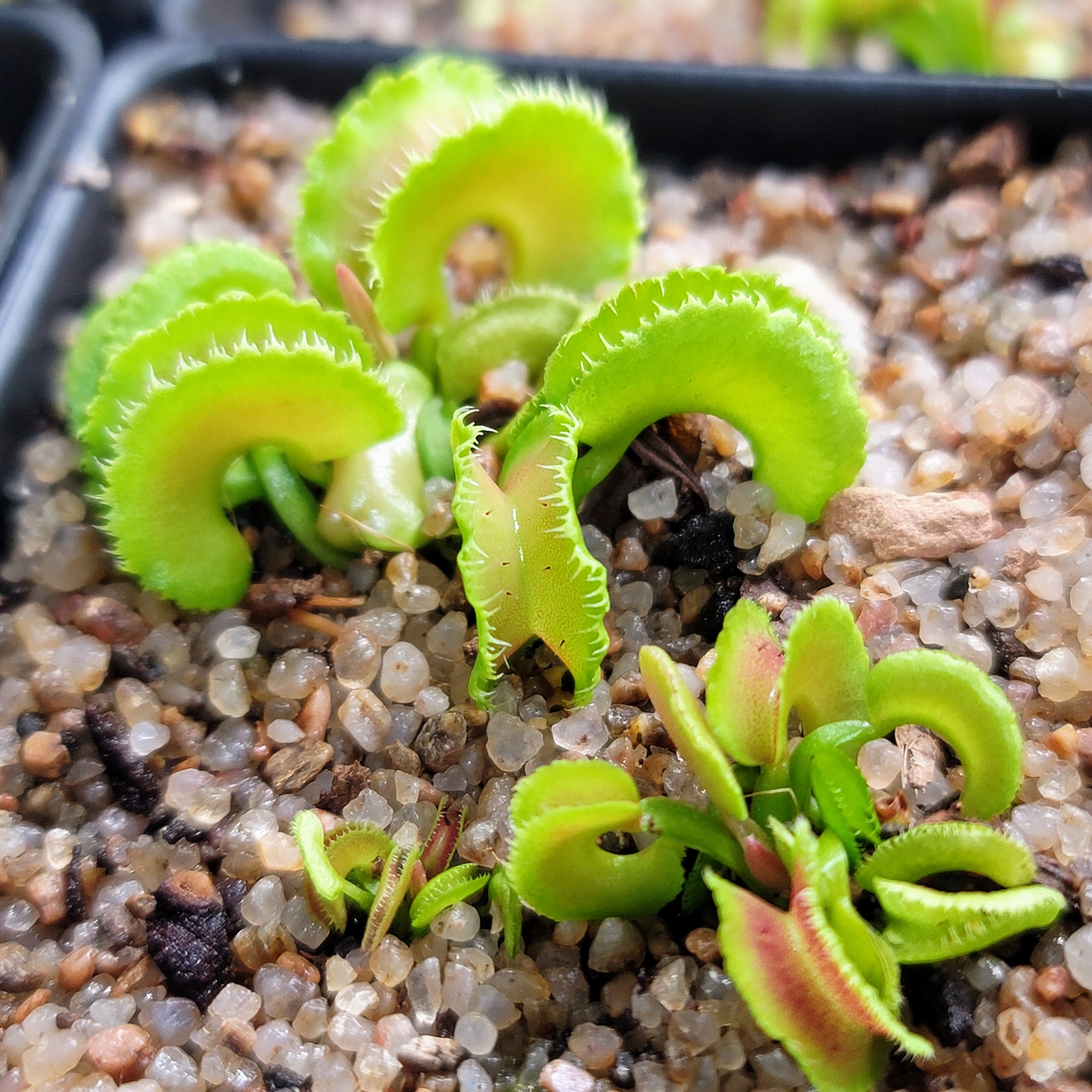 奇形】 BCP Kim Il sung ハエトリソウ 食虫植物 奇形】 BCP Kim Il