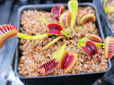 Dionaea 'Red Bull BCP'