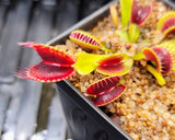 Dionaea 'Red Bull BCP'