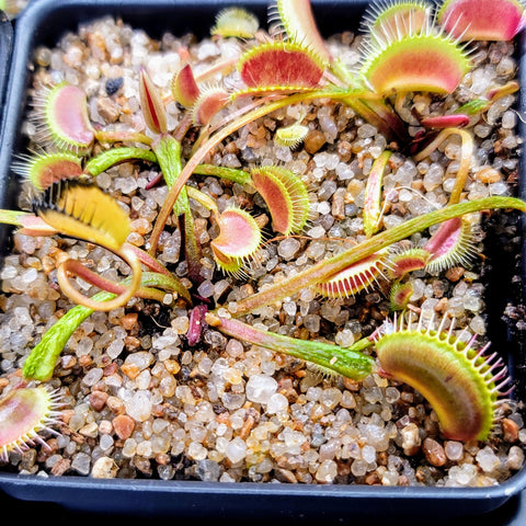 Dionaea 'Schuppenstiel I'