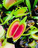 Dionaea 'Supernova'