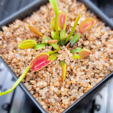 Dionaea 'Supernova'