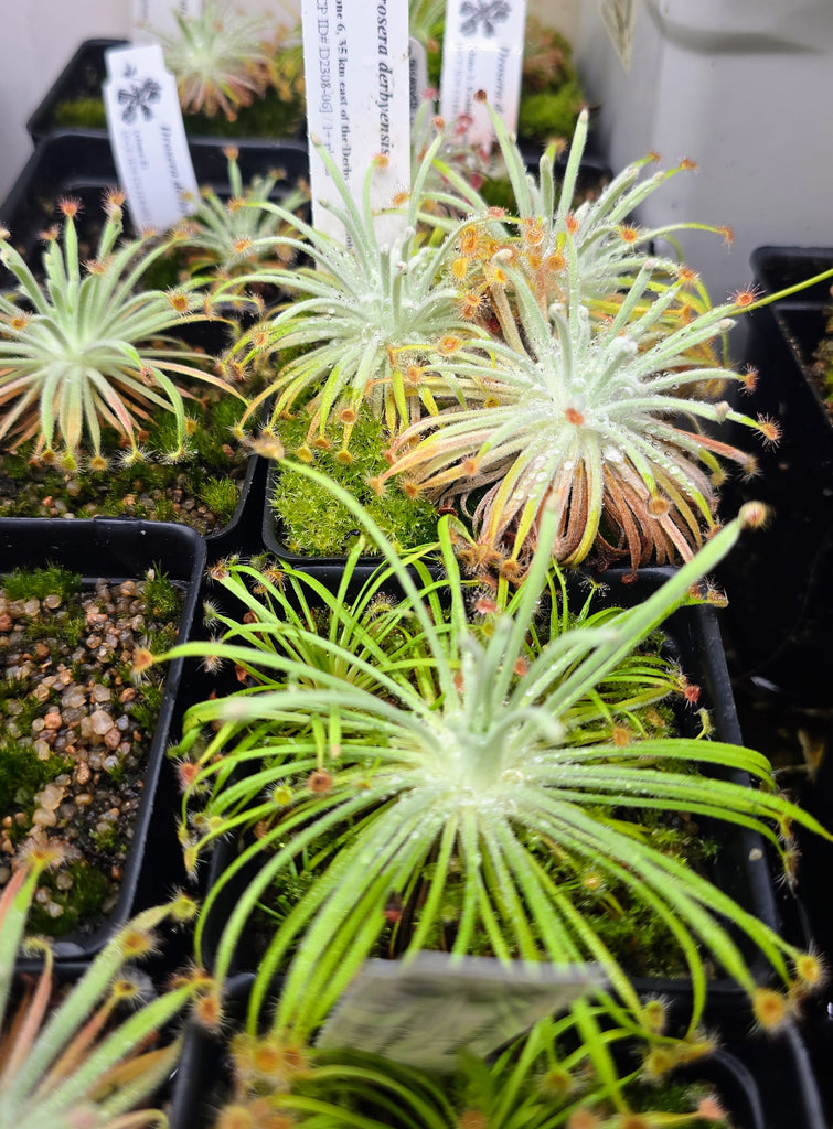 Drosera derbyensis 3.06