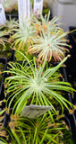 Drosera derbyensis 5.08
