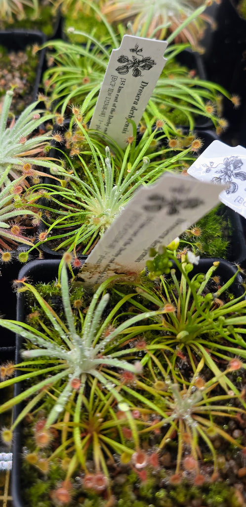 Drosera derbyensis 5.08