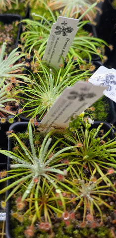 Drosera derbyensis 5.08