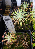 Drosera derbyensis 4.05
