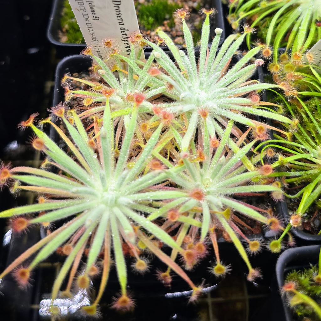 Drosera derbyensis 4.05