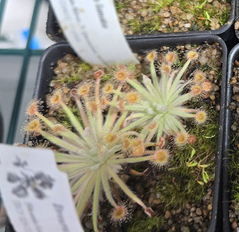 Drosera lanata 2