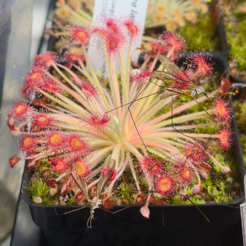 Drosera lanata 3