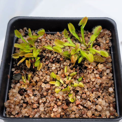 Dionaea 'Pygmy'