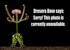 Drosera - Cultivars &amp; Hybrids