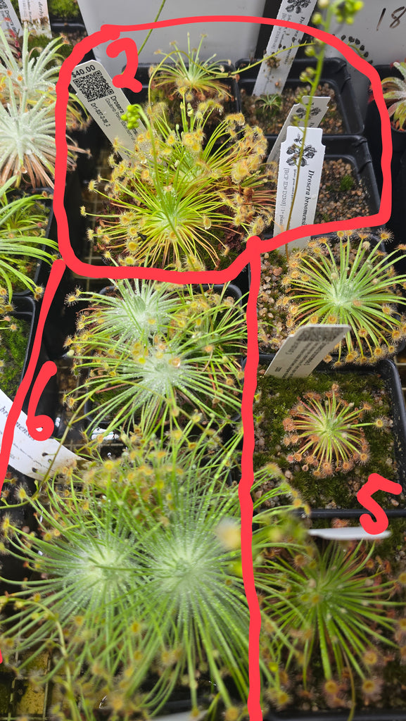 Drosera broomensis 2.08