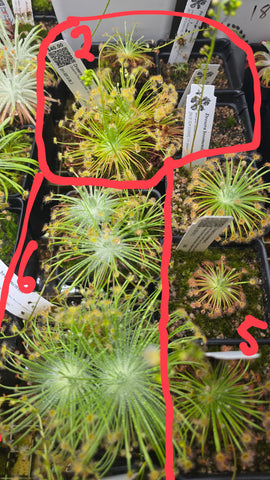 Drosera broomensis 2.08