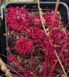 Drosera lanata 1