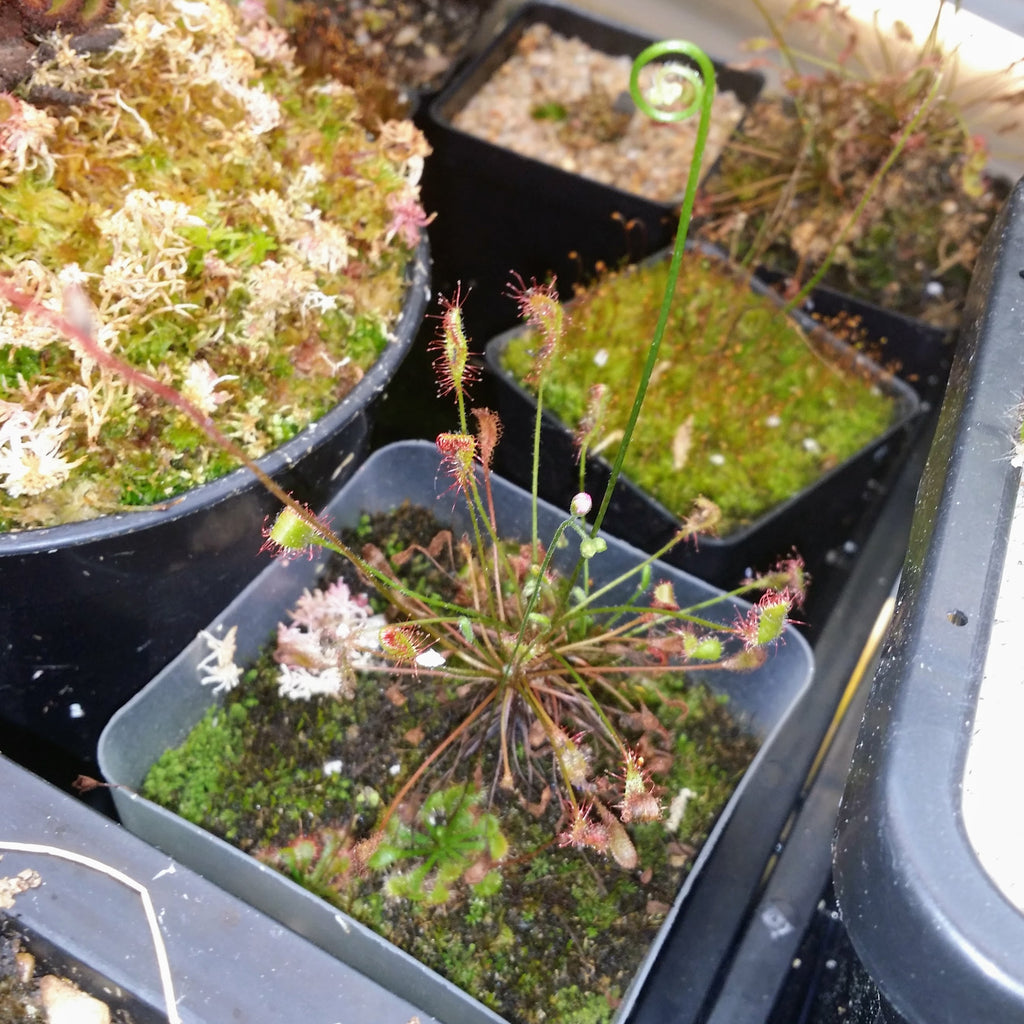 Drosera affinis